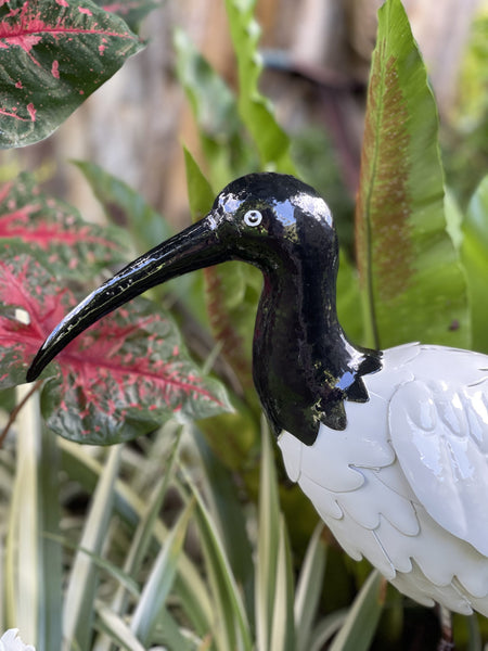 Ibis (Bin Chicken)