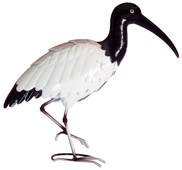 Ibis (Bin Chicken)