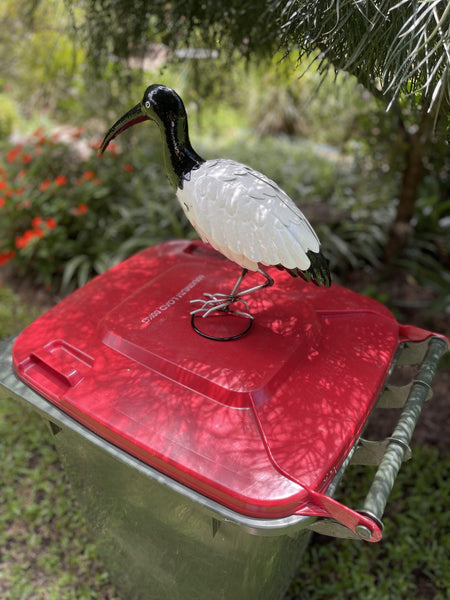 Ibis (Bin Chicken)