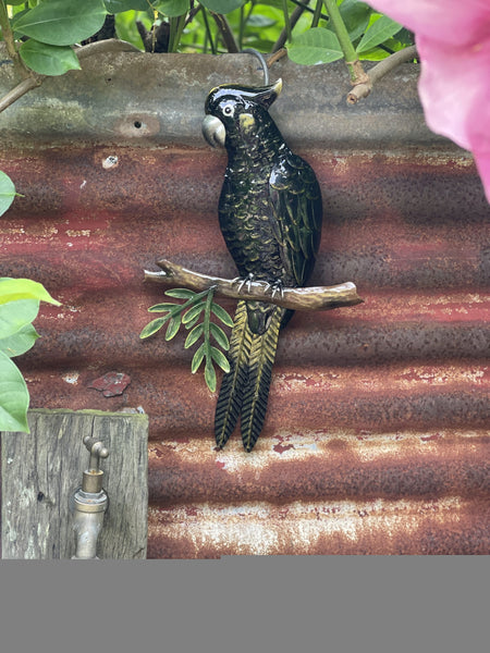 Black Cockatoo on a Branch